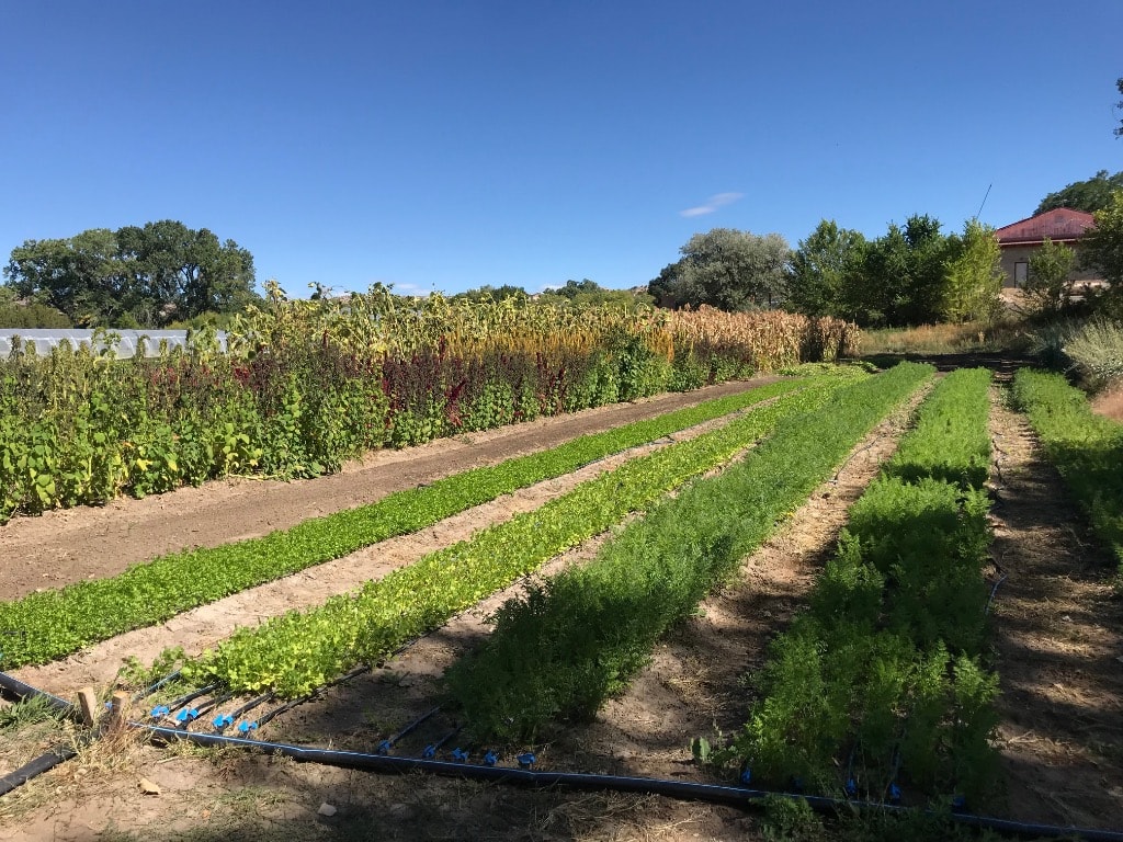 Dr. Courtni's farm in New Mexico — rows of crops including quinoa, greens, and carrots with drip irrigation, grown in collaboration with traditional Native elders